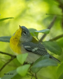 5F1A3590 Northern Parula LC.jpg