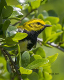 5F1A3708 Black-throated Green Warbler.jpg