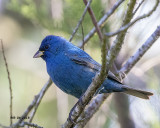 5F1A3959 Indigo Bunting.jpg