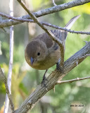 5F1A3968 Indigo Bunting.jpg