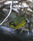 5F1A4169 Kentucky Warbler.jpg