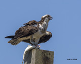 5F1A4333 Osprey.jpg