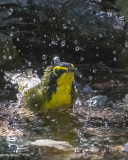 5F1A4185 Kentucky Warbler.jpg