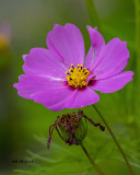 5F1A4434 Cosmos.jpg