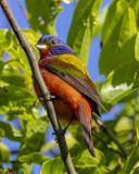 5F1A4455 Painted Bunting.jpg