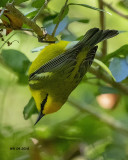 5F1A5218 Blue-winged Warbler.jpg