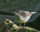 5F1A4460 Northern Waterthrush.jpg