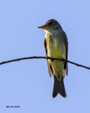 5F1A5444 Eastern Wood-Pewee.jpg