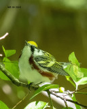 5F1A5627 Chestnut Sided Warbler.jpg