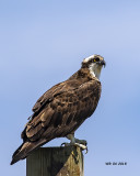 5F1A5871 Osprey.jpg