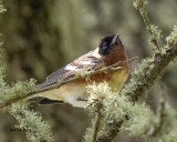 5F1A5906 Bay-breasted Warbler.jpg