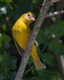 5F1A6148 Summer Tanager.jpg