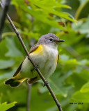 5F1A6508 American Redstart f Q.jpg