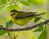 5F1A6603 Hooded Warbler.jpg