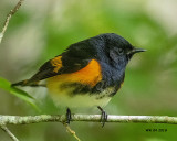 5F1A6614 American Redstart Q.jpg