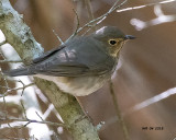 5F1A6838 Swainsons Thrush.jpg