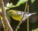 5F1A7026 Yellow-throated Vireo.jpg