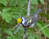 5F1A6642-Chestnut-sided Warbler.jpg