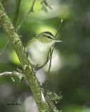 5F1A7061 Red-eyed Vireo.jpg