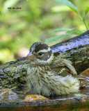 5F1A7247 Rose-breasted Grosbeak f.jpg