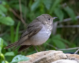 5F1A6631 Gray-cheeked Thrush.jpg