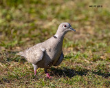 5F1A7423 Euraisian-collared Dove.jpg