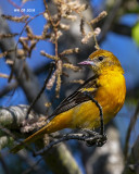 5F1A7427 Baltimore Oriole.jpg
