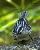 5F1A7498 Black and White Warbler.jpg