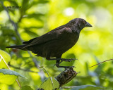 5F1A7564 Bronzed Cowbird.jpg