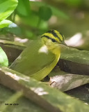5F1A3640 a Worm-eating Warbler.jpg