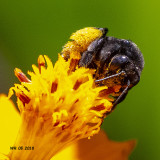 5F1A7886_bee02.jpg