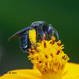 5F1A8074_Twospotted_Longhorn_Bee.jpg