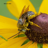 5F1A8261_Bee_.jpg