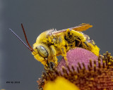 5F1A8626_Longhorn_Bee_.jpg