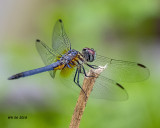 5F1A8651_Blue Dasher (Pachydiplax longipennis)