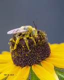 5F1A8674_Longhorn_Bee_.jpg