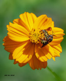5F1A8682_Dianthidium_curvatum_sayi_.jpg