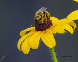 5F1A8898_Longhorn_Bee_.jpg
