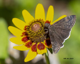 5F1A9149_Funereal_Duskywing_.jpg