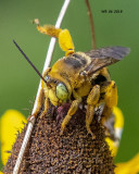 5F1A9502_Thursday_bee_001.jpg