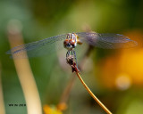 5F1A9638_Blue_Dasher_.jpg