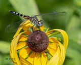 5F1A9805_Blue_Dasher_.jpg