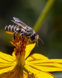 5F1A9914_Parallel_Leafcutter_Bee_Megachile_parallela_.jpg