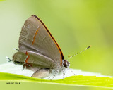 5F1A0216_Redbanded_Hairstreak_.jpg