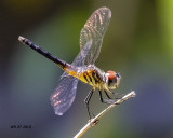5F1A0279_Blue_Dasher_.jpg