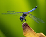 5F1A0369_Blue_Dasher_.jpg