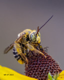 5F1A0391_Longhorn_Bee_.jpg