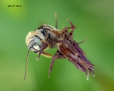5F1A0604_bee_.jpg