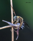 5F1A0619_bee_.jpg