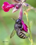 5F1A0677_Horseflylike_Carpenter_Bee_.jpg